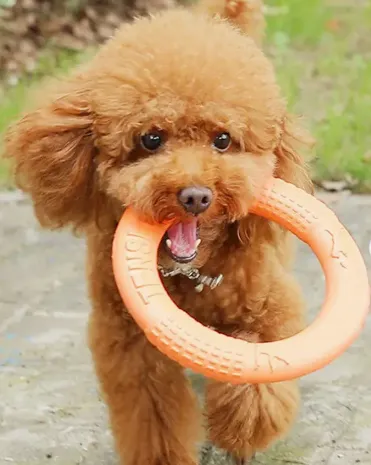Chew Ring Toy
