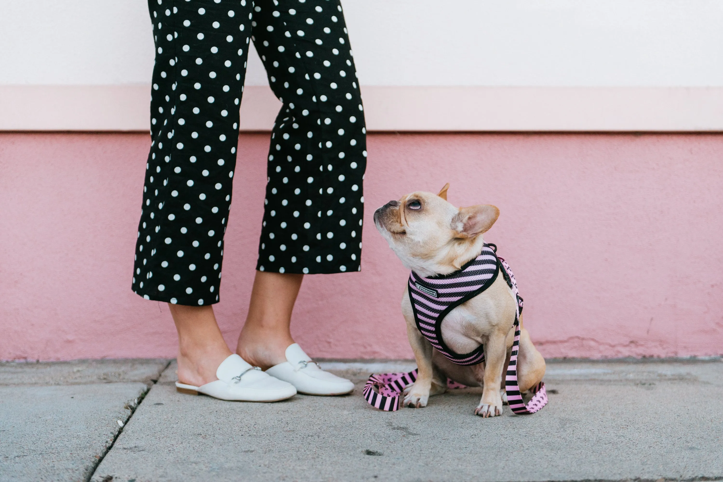Frenchie Duo Reversible Harness - Pink Bad to the Bone