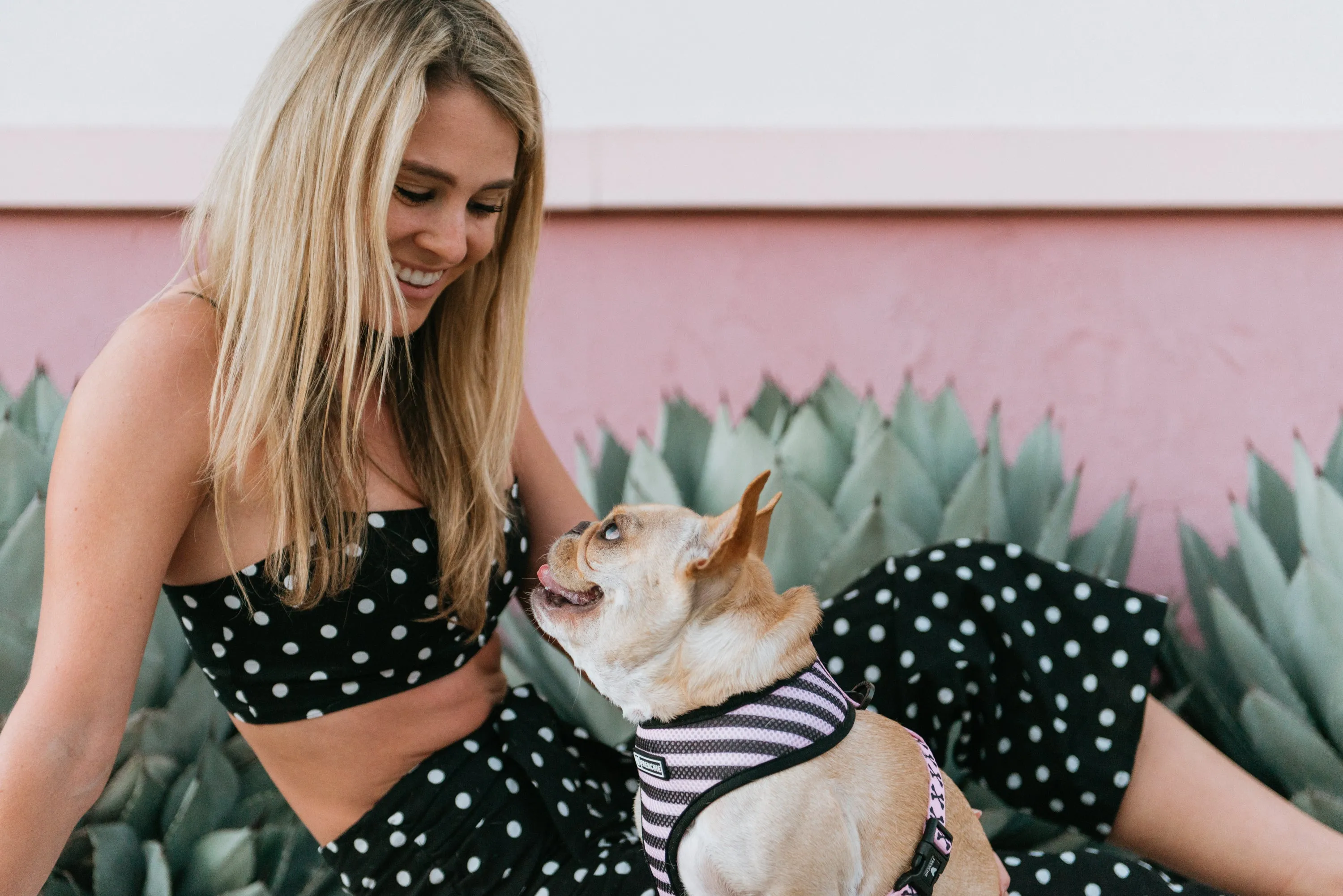 Frenchie Duo Reversible Harness - Pink Bad to the Bone