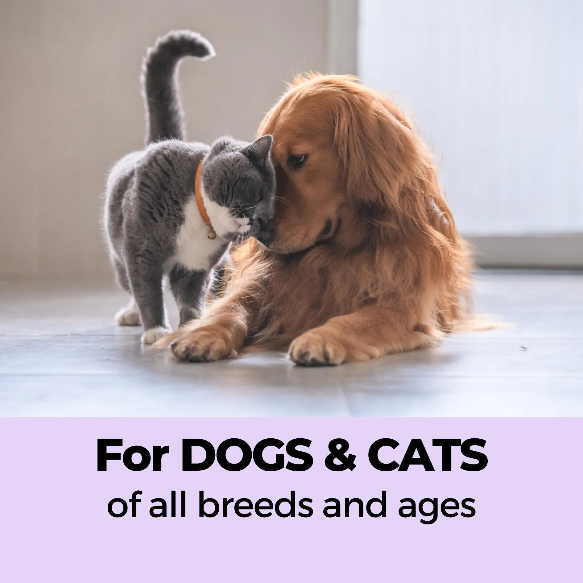 Keratin  & Shampoo   Conditioner Pet Shampoo Combo