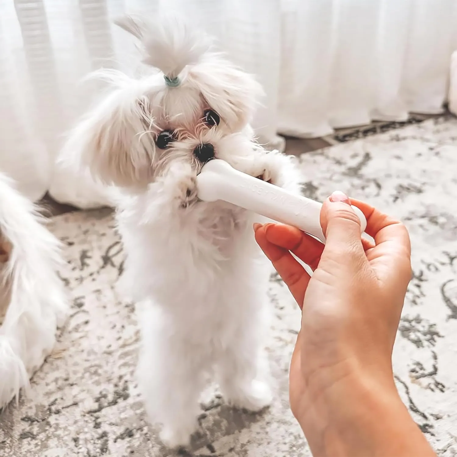 Nylabone New Puppy Starter Kit, 2 Chew Toys and 1 Natural Treat for Puppies, Bacon & Chicken Flavor, Small - Up to 25 lbs, 3 Pack