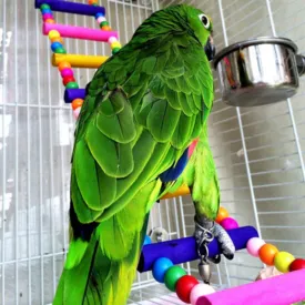 Pet Ladder Toys
