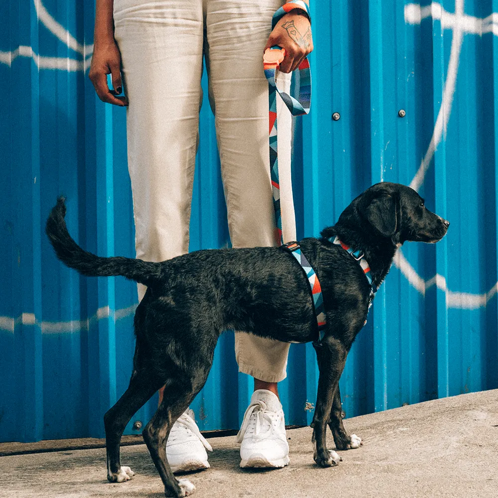 Zee.Dog Ella H-Harness